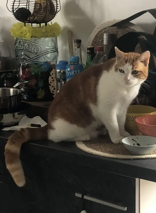 Chat Perdu 17 Charente-Maritime - Rustin Chat Perdu 17 Charente-Maritime - Rustin