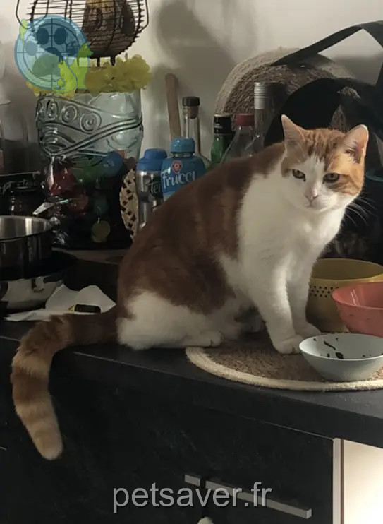 Chat Perdu 17 Charente-Maritime - Rustin Chat Perdu 17 Charente-Maritime - Rustin
