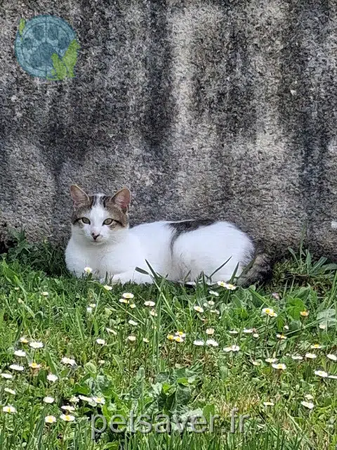 gato lost   17500 Réaux-sur-Trèfle Crevette