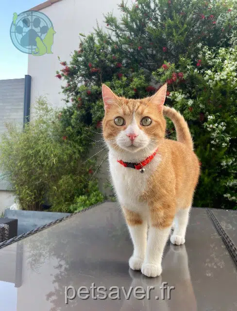 chat perdu 17600 Saujon Safiy chat lost 17600 Saujon Safiy