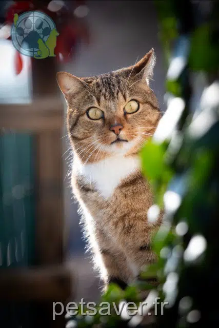 chat lost   17200 Royan Scoubidou