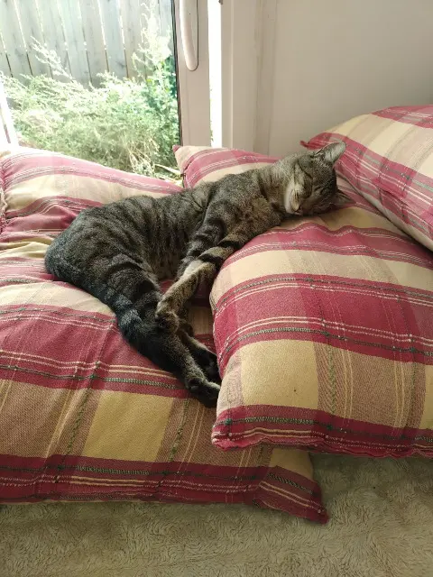 chat lost   17000 La Rochelle Shadok