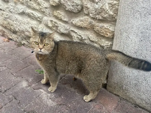 chat lost   17450 Fouras Simba