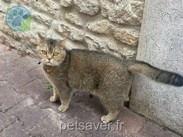 gato perdido 17450 Fouras Simba gato lost 17450 Fouras Simba