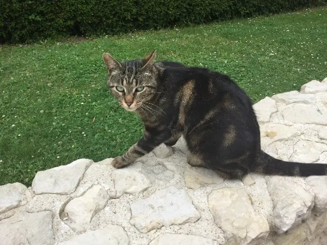 cat lost   17180 Périgny Simba
