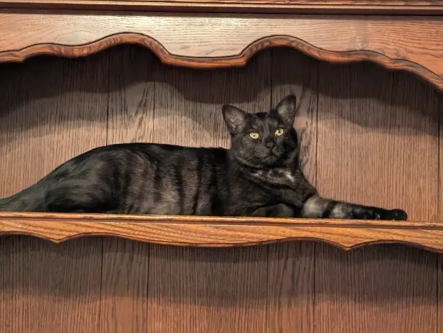 chat lost   17920 Breuillet Simba