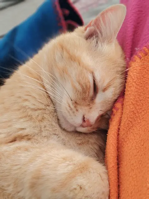chat lost   17300 Rochefort Simba