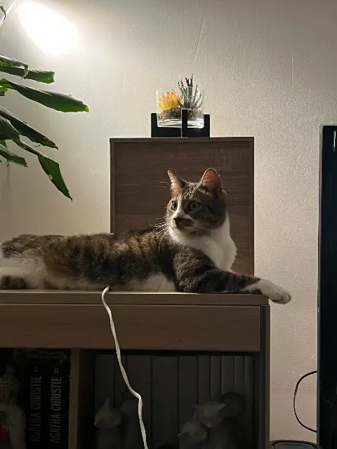 chat lost   17600 Médis Snoopy