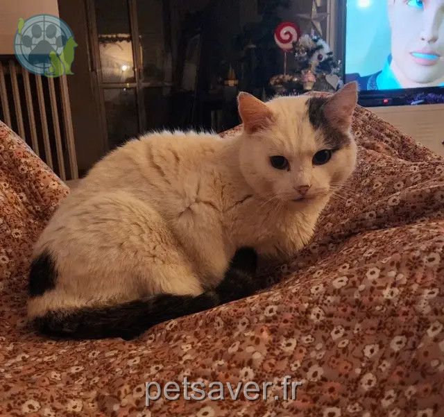 gato perdido 17300 Rochefort Snow gato lost 17300 Rochefort Snow