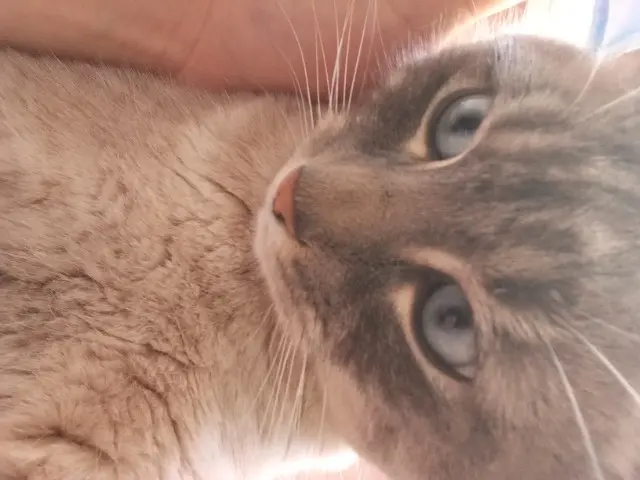 chat lost   17000 La Rochelle Snow