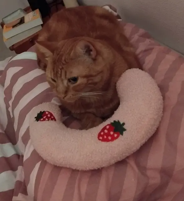 chat lost   17290 Aigrefeuille-d'Aunis Sottise