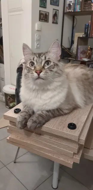 chat lost   17520 Celles Starlord