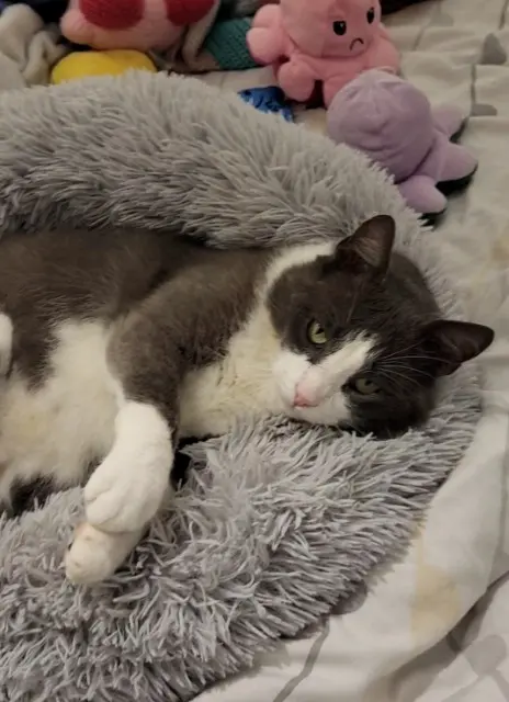 chat lost   17270 Cercoux Stick