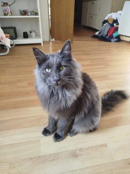 Chat Perdu 17 Charente-Maritime - Sully Chat Perdu 17 Charente-Maritime - Sully