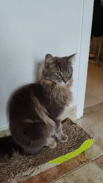 chat lost   17220 Clavette Sunny
