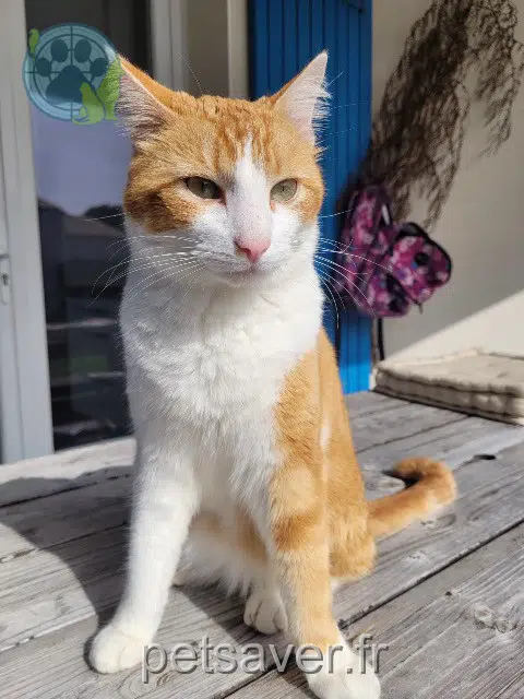 chat lost 17420 Saint-Palais-sur-Mer Sushi