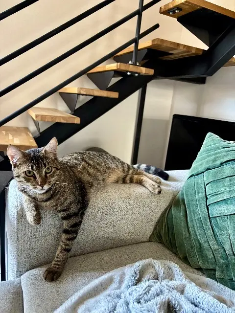 chat lost   17350 Port-d'Envaux Taïgo