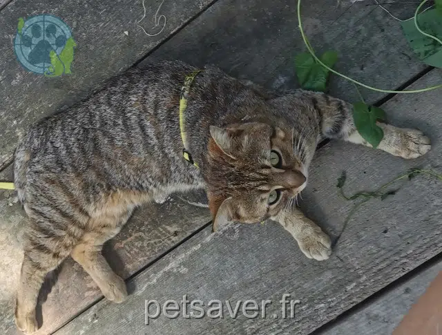 gato lost   17440 Aytré Tchoux