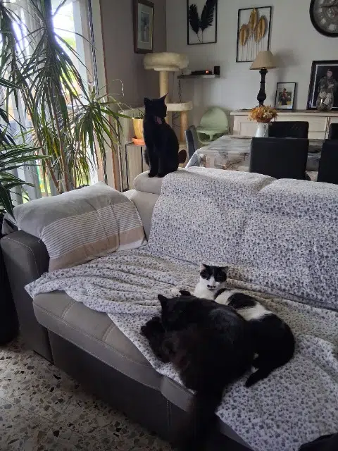 chat lost   17390 La Tremblade Tezie