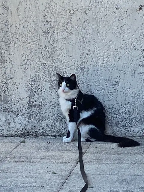 chat lost   17200 Royan Themis