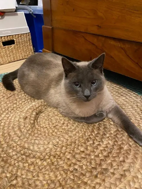 chat lost   17200 Royan Théo