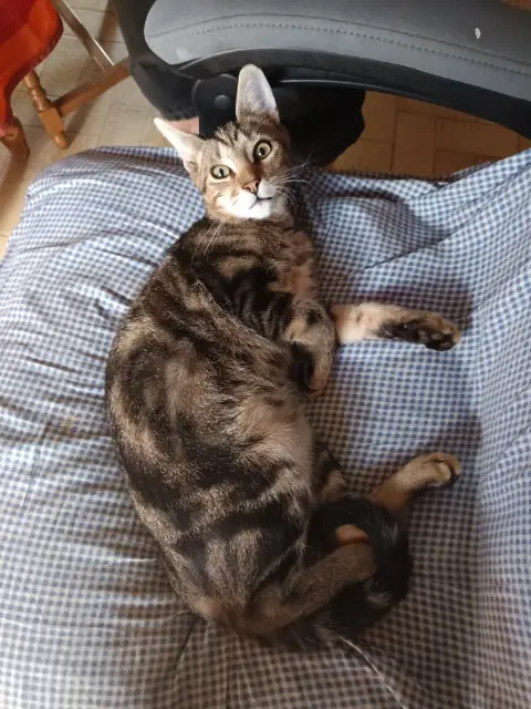 chat lost   17460 Rioux Tibouchon
