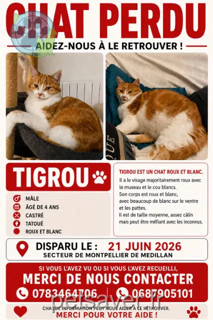 chat lost   17260 Saint-André-de-Lidon Tigrou
