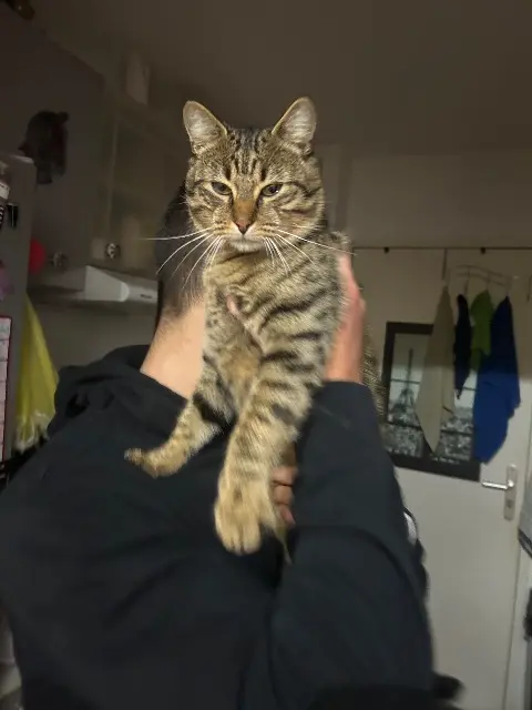 gato perdido 17450 Saint-Laurent-de-la-Prée Tigrou gato lost 17450 Saint-Laurent-de-la-Prée Tigrou