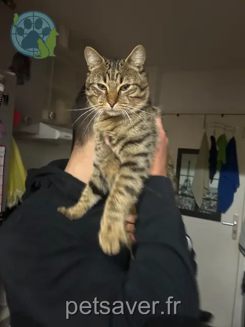gato perdido 17450 Saint-Laurent-de-la-Prée Tigrou gato lost 17450 Saint-Laurent-de-la-Prée Tigrou