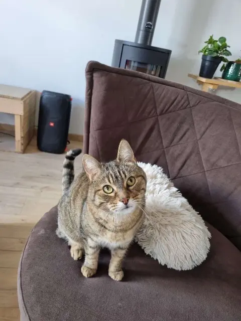 chat lost   17220 Saint-Rogatien Tigrou