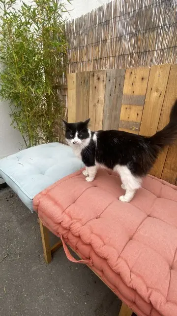 chat lost   17000 La Rochelle Tipsy