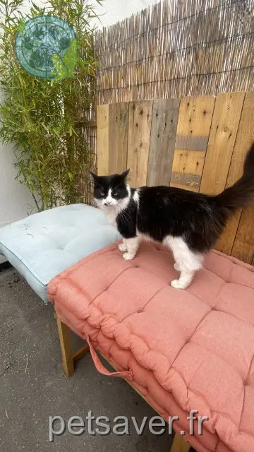 gato perdido 17000 La Rochelle Tipsy gato lost 17000 La Rochelle Tipsy
