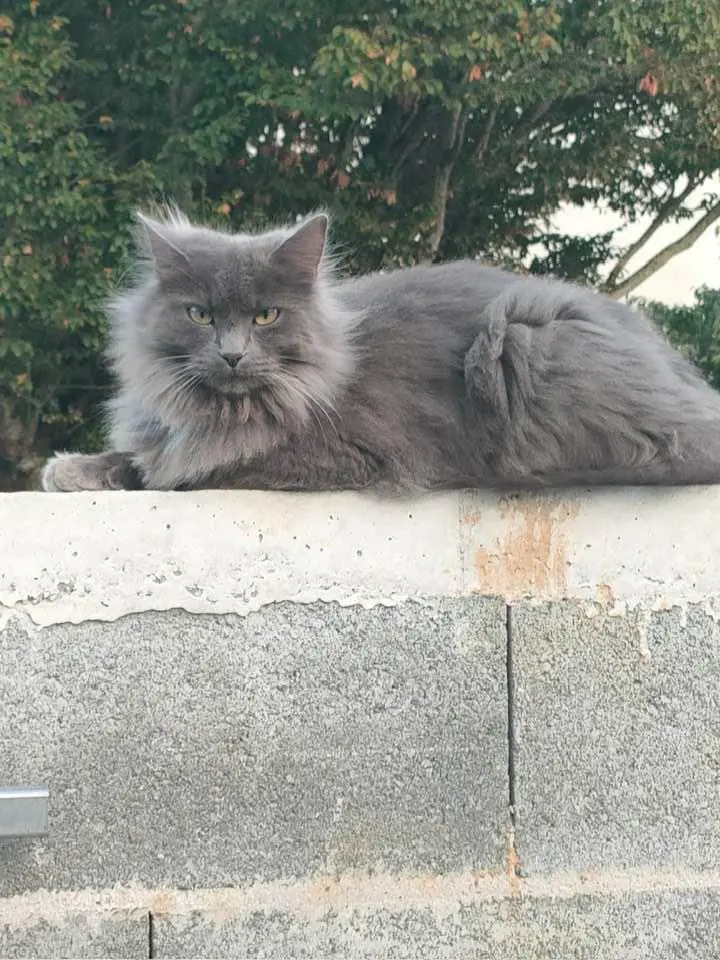 Chat Perdu 17 Charente-Maritime - Tipy Chat Perdu 17 Charente-Maritime - Tipy