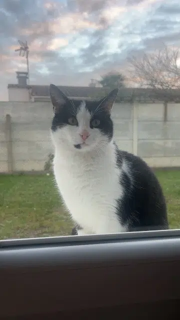 chat lost   17110 Saint-Georges-de-Didonne Titi