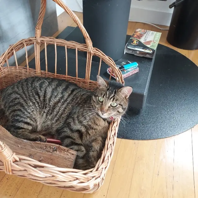 chat lost   17100 La Chapelle-des-Pots Tootsie