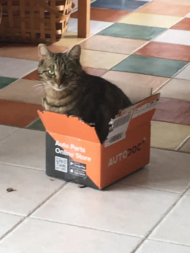 Chat Perdu 17 Charente-Maritime - Toupie Chat Perdu 17 Charente-Maritime - Toupie