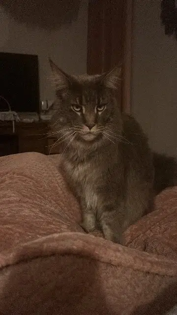 chat lost   17520 Archiac Tyrion