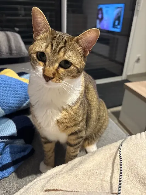 chat lost   17000 La Rochelle Ulk