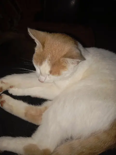 chat lost   17260 Gémozac Ulyss