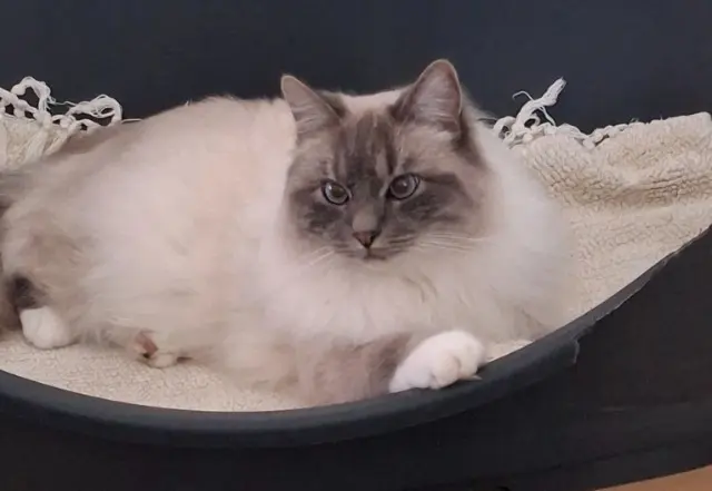 chat lost   17550 Dolus-d'Oléron Urgo