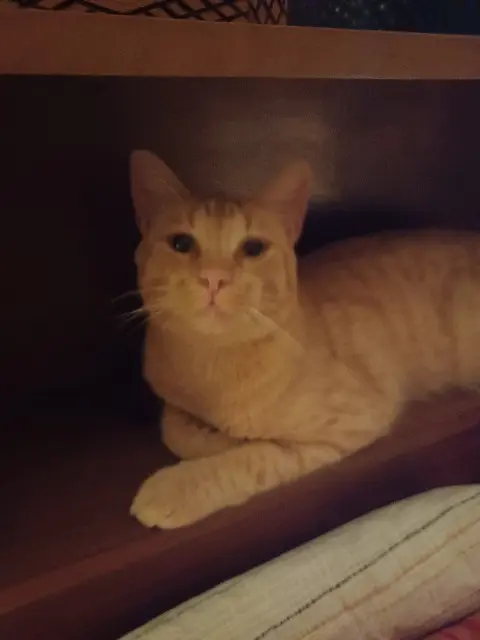 chat lost   17100 Saintes Velcro