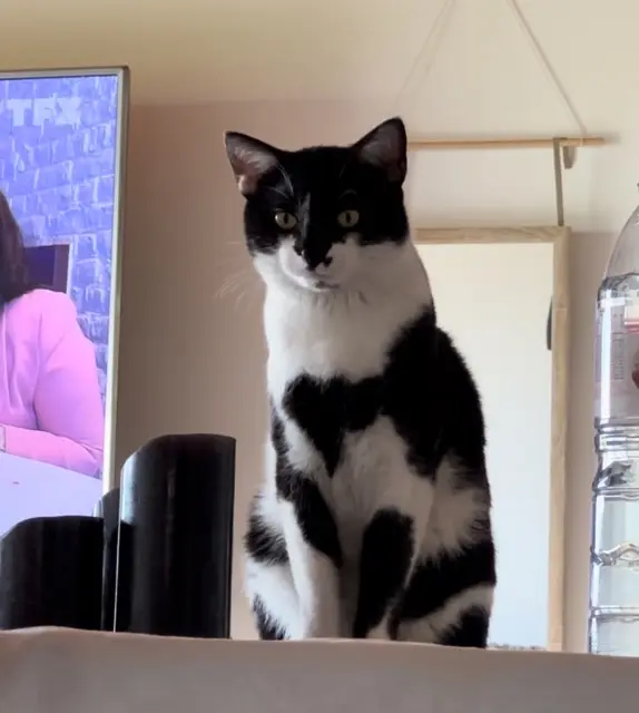 chat lost   17132 Meschers-sur-Gironde Verso