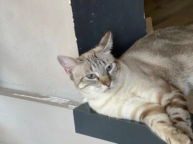 chat lost   17138 Saint-Xandre Vidocq