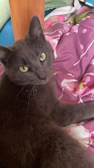 chat lost   17190 Saint-Georges-d'Oléron Vénus le mâle