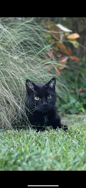 chat lost   17100 Saintes Willow