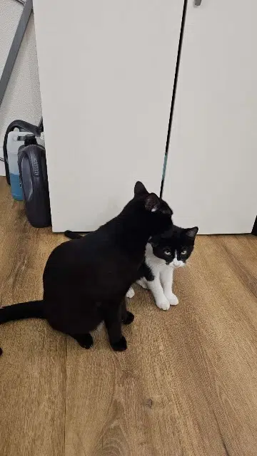 chat lost   17610 Chaniers Wolf