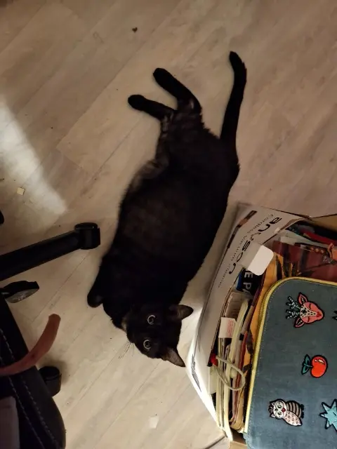 chat lost   17100 Saintes Yang