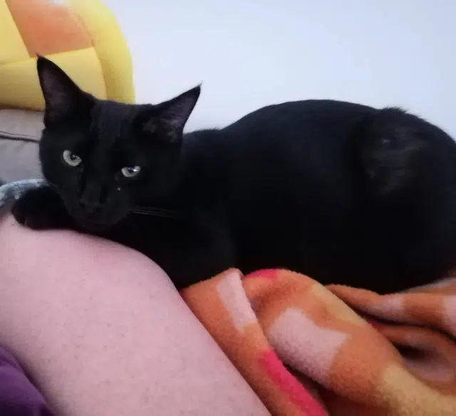 chat lost   17300 Rochefort Yoshi