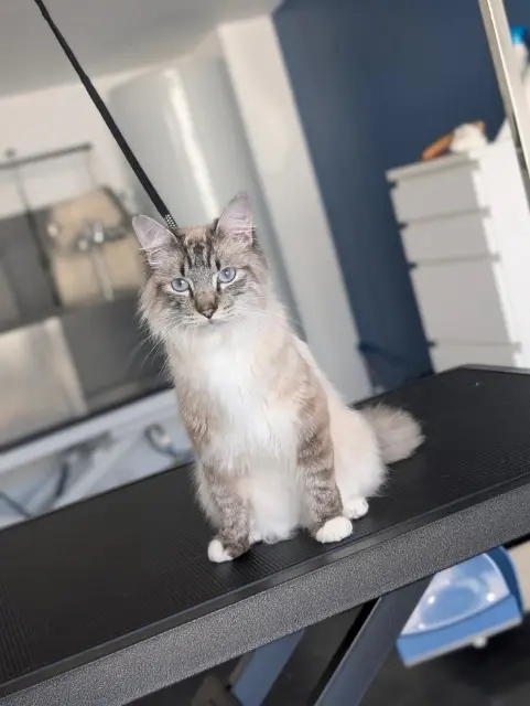 Kater vermisst 17000 La Rochelle Zephir Kater lost 17000 La Rochelle Zephir