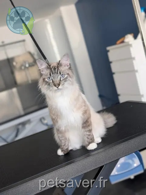 gato perdido 17000 La Rochelle Zephir gato lost 17000 La Rochelle Zephir